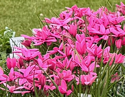 Rhodohypoxis 'Top Sally'